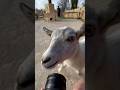 POV You Try To Film A Goat Promo Video Goat Babygoat Babyanimals Animals Hertfordshirezoo