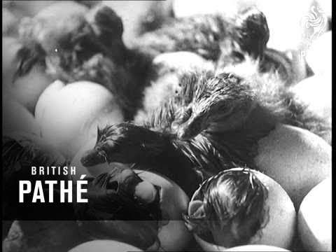 Your World In Nine Minutes (1947)