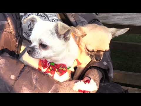 opening winter chihuahua''s hondenland