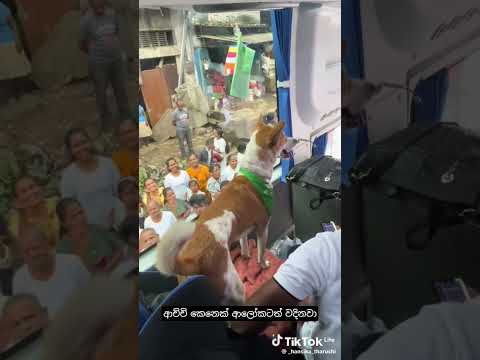 හැමෝගෙම ආදරය ආලෝකාට😍🙏 #like