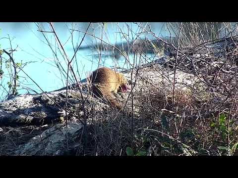 Djuma: Slender Mongoose eating piece of meat found-from Antelope kill earlier? - 06:38 - 09/13/21