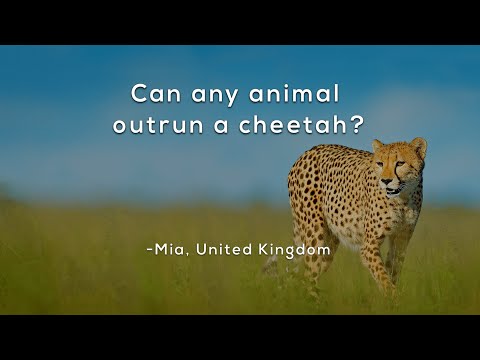 Can any animal outrun a cheetah