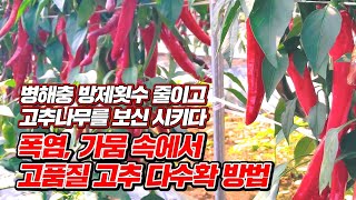 폭염 고온기에서도 생생한 고추포장의 비결, 2021년 고추 작황과 시세는?