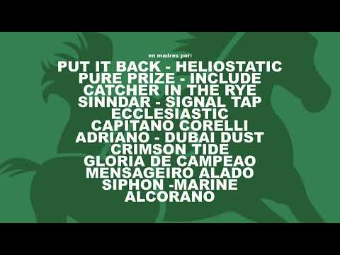 CARRERAS SINT MELO 27/06/24 | EN VIVO | URUGUAY