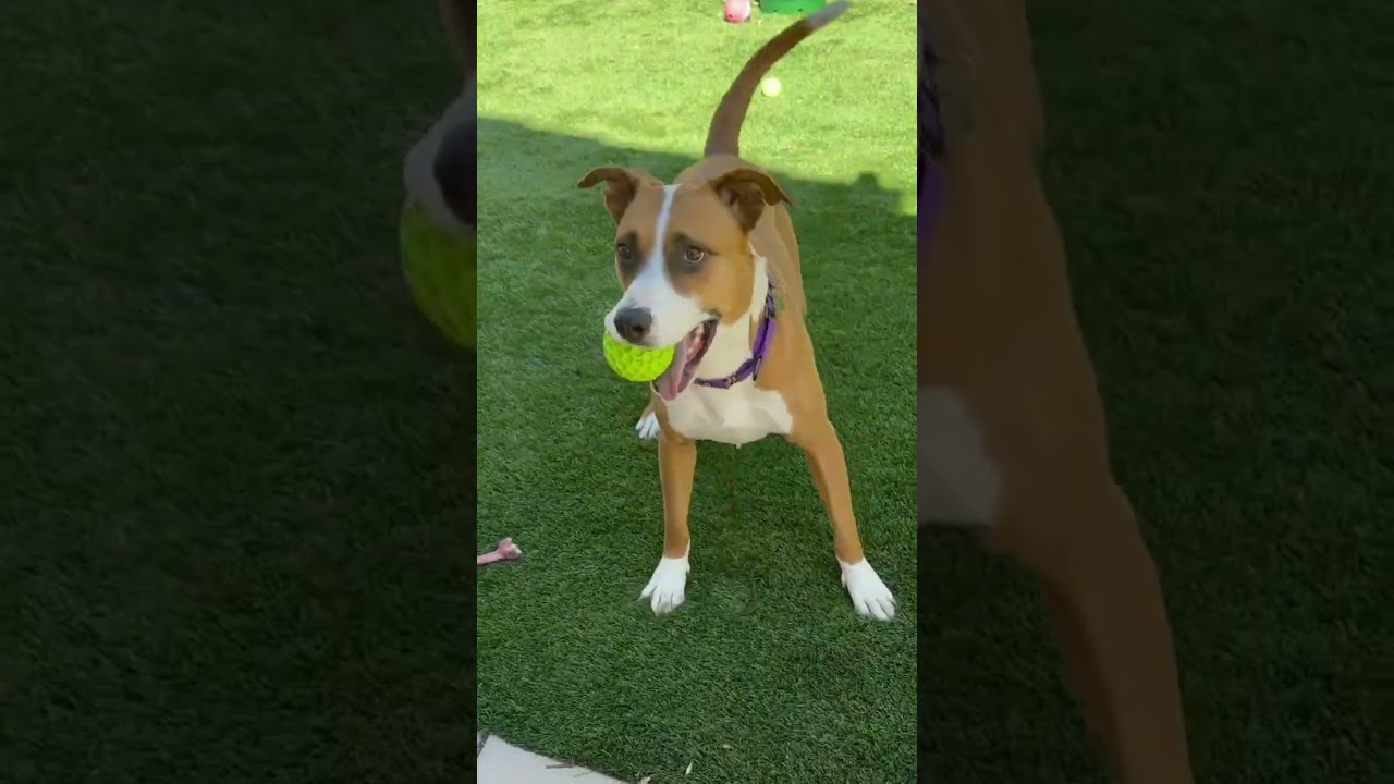 Enlarge Molly, a ADOPTABLE mixed breed in Citrus Heights, CA video 2/6
