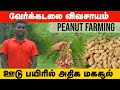 வேர்க்கடலை விவசாயம் Peanut Farming ஊடு பயிரில�