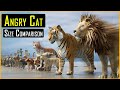Angry Cat Size Comparison Dangerous Cats 3d Size