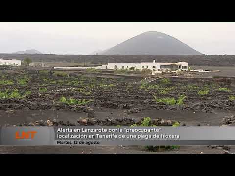 Alerta en Lanzarote por la "preocupante" localización de una plaga de filoxera