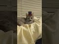 Grey Tabby Cat Using Magician Filter Shorts