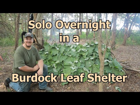 Debris Shelter Using Wild Rhubarb Leaves! In the Bush #101