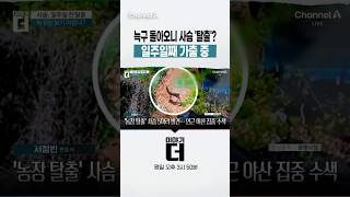 늑구 돌아오니 사슴 '탈출'? 일주일째 가출 중 #이야기더 #채널A #shorts