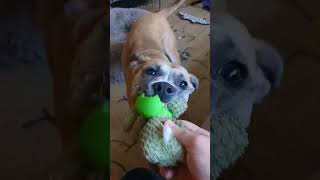 Video preview image #1 Mutt Puppy For Sale in Germantown, OH, USA