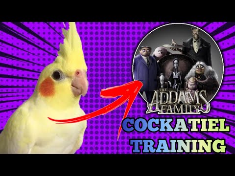 Cockatiel singing The Addams Family Theme [TRAINING FOR COCKATIEL]