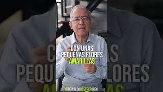 LA RUDA Es MAGICA Y MEDICINAL #shorts