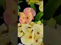 Crown of thorns  - garden ideas #gardeningideasforhome #gardening #garden #decor