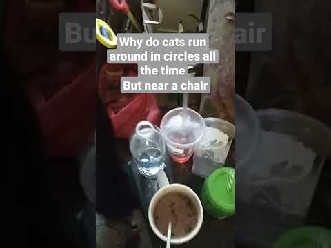 why do cats run around in circles near a chair