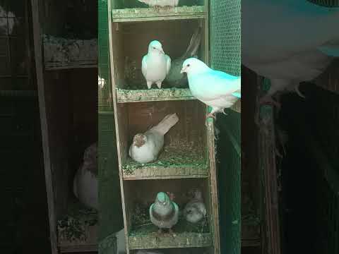 time 6:00Am to  6:00 Pm champion🏆 🏅