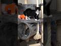 Crazy Baby Tuxedo Cat Fights Short Kitten Funny Catvideos