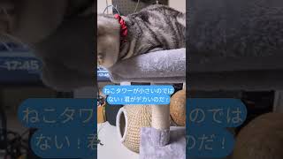 #うちの猫が一番#cat#ねこ #猫