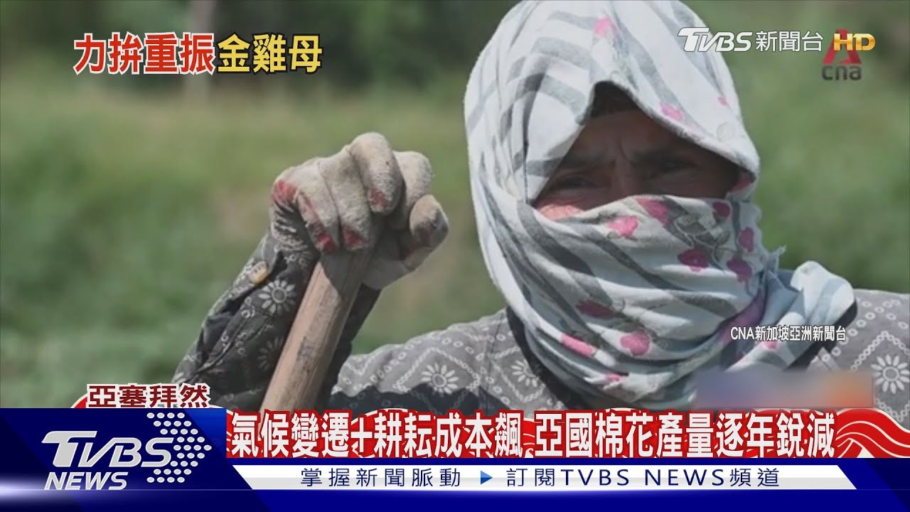 高齡婦女為五斗米折腰 亞塞拜然「白金」棉花業衰退