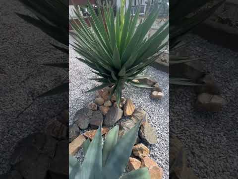 岩石多肉植物 Capobrotus edulis