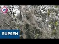Spinselmotten weggezogen bij horrorboom - OMROEP WEST