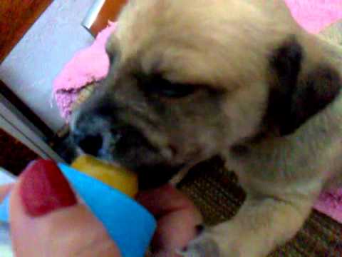 2 puppies are looking for a forever home