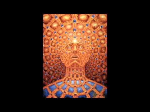 Sons da Floresta - Raízes Profundas