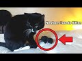 Newborn Tuxedo Kitten Meowing Loudly For Dad Cat L CrazyCatish