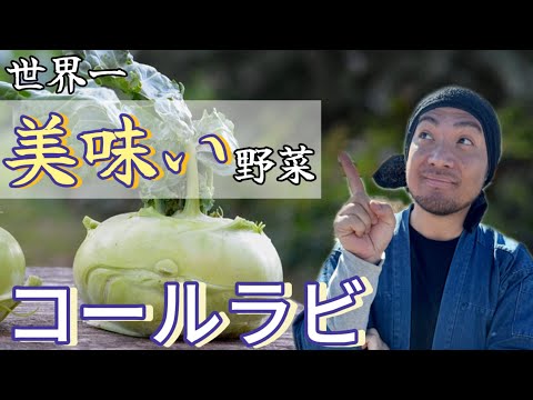 コールラビの保存: 最良のヒント 植物