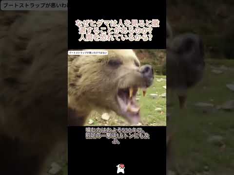 なぜヒグマは人を見ると撤退することがあるのか？人間を恐れているから？ #野生動物 #ヒグマ #動物行動 #自然の謎 #生態学
