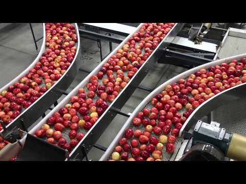 Features of apple packing line