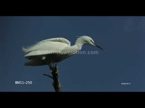 Egret Slow Motion Taking off shot on Phantom HD Gold - 4 Shots