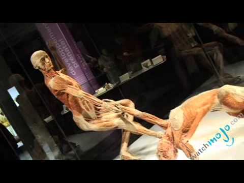 Body World Exposition: Part 2