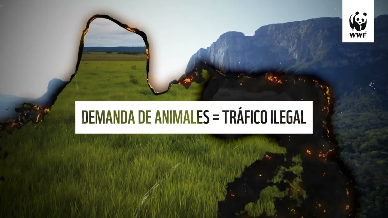 Los animales silvestres no son juguetes