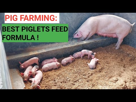 , title : 'HOW To Make YOUR OWN PIGLETS FEED Formula - Best Quality Feed for LESS!'