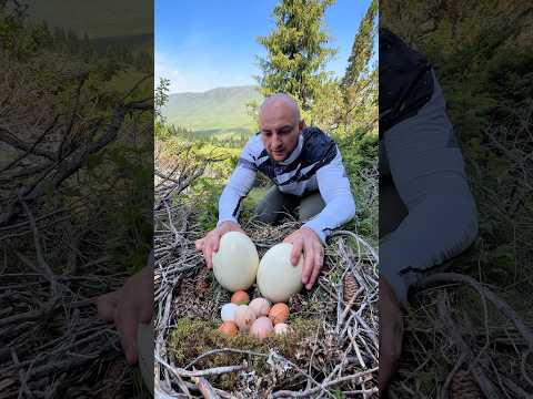 I Stole a Pterodactyl’s Eggs 😱🥚🦖