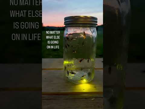 Fireflies bringing on Summer #firefly #fireflies #summer #insects #sunset
