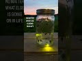 Fireflies Bringing On Summer Firefly Fireflies Summer Insects Sunset