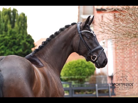 Wallach von Fürst Wilhelm *2019