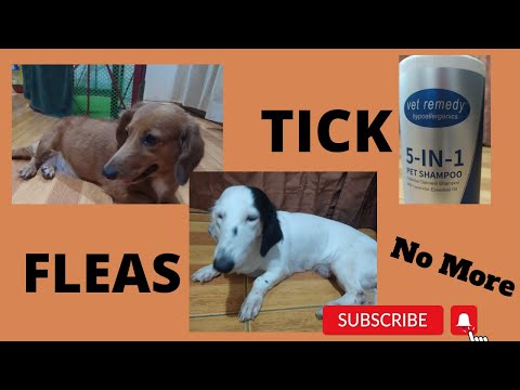 HOW TO GET RID OF TICKS AND FLEAS ON DOGS(using VET REMEDY 5+1 shampoo)//