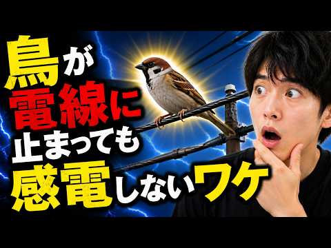 鳥が電線に触れても感電しない本当の理由