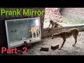 Dog Mirror Prank Hilarious Funny Response Part 2