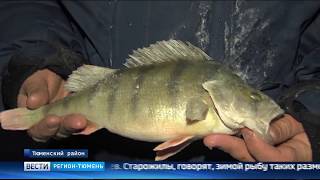 Костюмы для рыбалки зимние тюмень