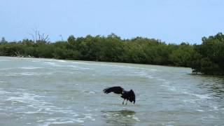 preview picture of video 'Schwarzer Seeadler greift Fisch - Ría Lagartos Biosphere Natural Park - Yucatan - Mexiko'