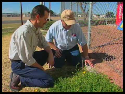 How To Identify Cool Weather Weeds