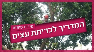 המדריך לכריתת עצים