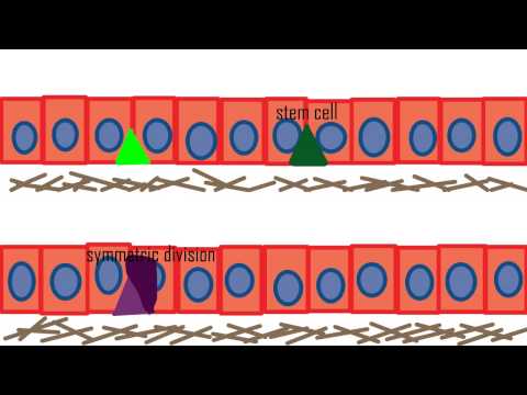 Drosophila intestinal stem cell - Nancy Zhang