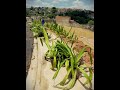 Plantio de agaves no Jardim São Camilo