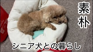 庶民の暮らし！シニア犬との癒しの日常　トイプードル／パート主婦